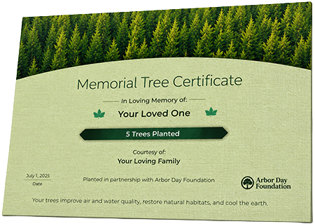 Plant Trees in Memory of Mr. Zyquan Lee